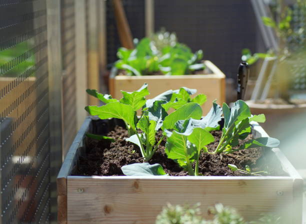 istock fresh green vegetables growing in raised beds on a balcony garden 1314604623