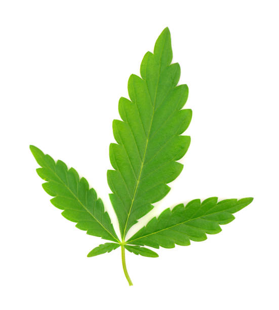 istock Cannabis leaf isolated on white background. Hemp leaf close up. Marijuana green leaf. 1314604702