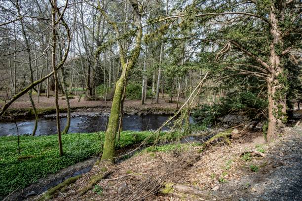 istock River's Edge: Quair Water, Scotland. 1314605104