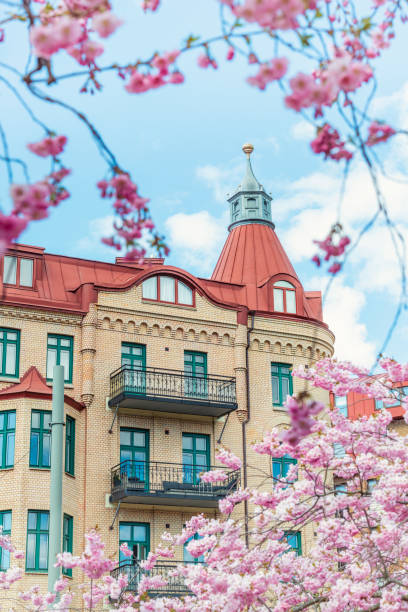 Gothenburg city springtime. Cherry trees in bloom