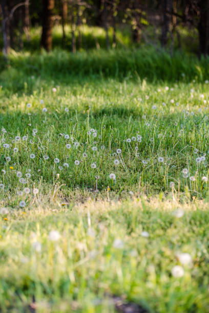 istock Green grassy field of dandelions 1314606438