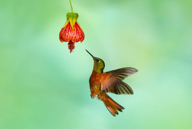 istock Chestnut-breasted coronet, Hummingbird in flight 1314606489
