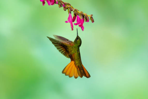 istock Chestnut-breasted coronet, Hummingbird in flight 1314606556