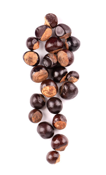 istock Guarana seed isolated on white background. Dietary supplement guarana, caffeine cource for energy drinks. Paullinia cupana. Top view. 1314606652