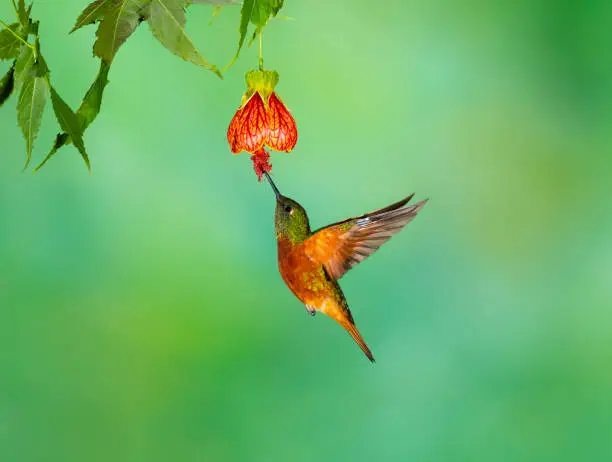 Hummingbird in Ecuador. Chestnut breasted coronet, Boissonneaua matthewsii.