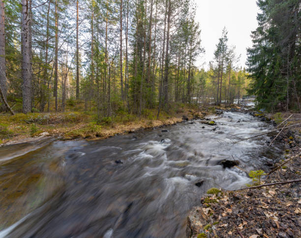 istock A forest stream in a Scandinavian forest in early spring 1314607554