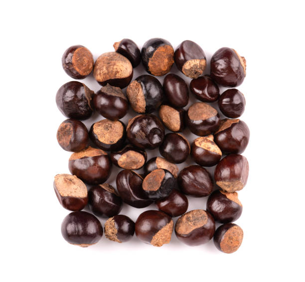 istock Guarana seed isolated on white background. Dietary supplement guarana, caffeine cource for energy drinks. Paullinia cupana. Top view. 1314607693