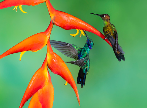 Hummingbird in Ecuador. Two hummingbirds, in flight, Sparkling violetear, colibri coruscans, and perching, Violet fronted brilliant, heliodoxa leadbeateri, male bird.
