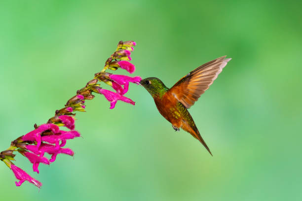 istock Chestnut-breasted coronet, Hummingbird in flight 1314607881