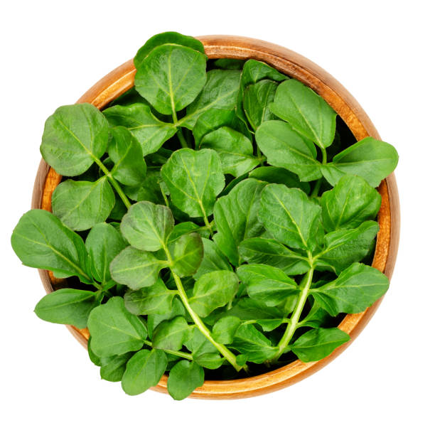 Watercress leaves, fresh yellowcress, in a wooden bowl Watercress leaves in a wooden bowl. Fresh yellowcress, Nasturtium officinale. Leaf vegetable with piquant flavor. Aquatic vegetable or herb. Close-up from above, isolated over white, macro food photo. watercress stock pictures, royalty-free photos & images