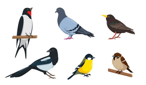 Sparrow, tit, starling, swallow, dove and magpie City birds collection. Sparrow, tit, starling, swallow, dove and magpie in different poses. Vector icons illustration isolated on white background. starling stock illustrations