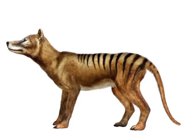 The extinct Thylacine Marsupial Tiger was a predatory animal that lived in Australia, New Guinea and Tasmania during the Holocene Period.