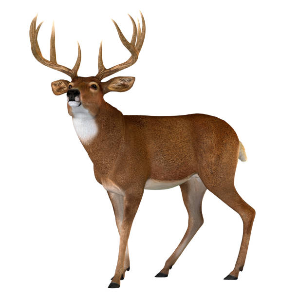 Whitetail Buck Walking The Whitetail deer is a herbivorous ruminant mammal that lives in North and South America in herds. deer stock pictures, royalty-free photos & images