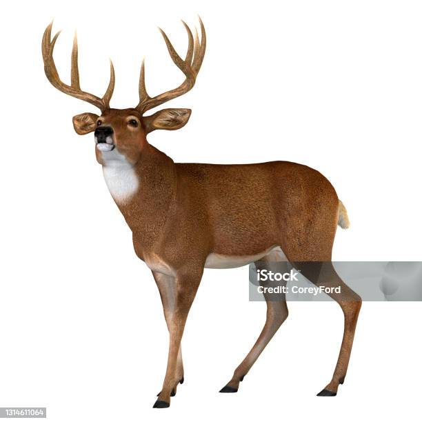 Whitetail Buck Walking Stock Photo - Download Image Now - Deer, Stag, Cut Out