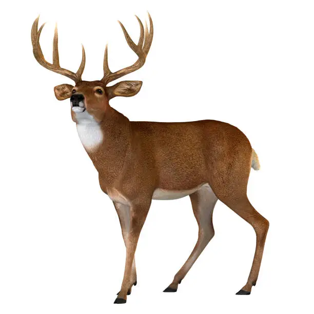 The Whitetail deer is a herbivorous ruminant mammal that lives in North and South America in herds.