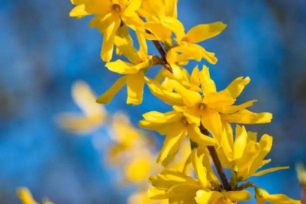 Springtime maco close-up of blooming yellow forsythia blossom flowers against a blue sky