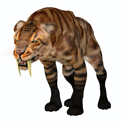 The Saber-tooth Tiger was a predatory cat that lived in North America during the Pleistocene Period.
