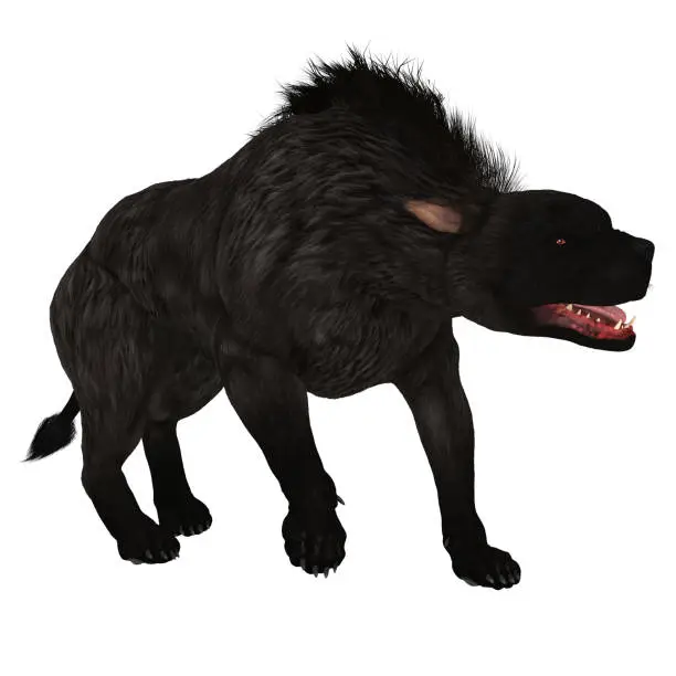 Photo of Black Warhound Walking