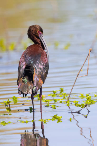 istock White-faced Ibis, seen in the wild in a North California marsh 1314611792