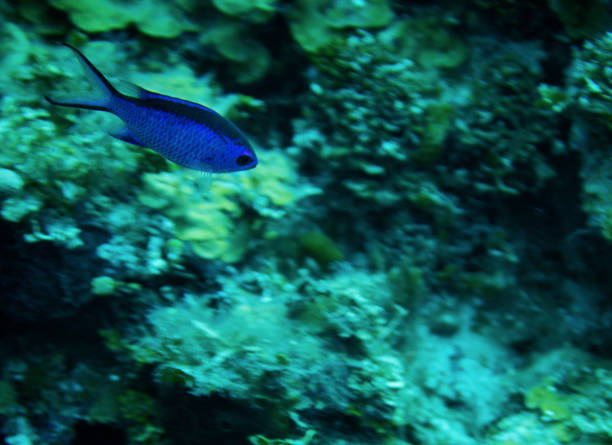 Blue Chromis fish A small blue chromes fish is swimming past some coral chromis stock pictures, royalty-free photos & images