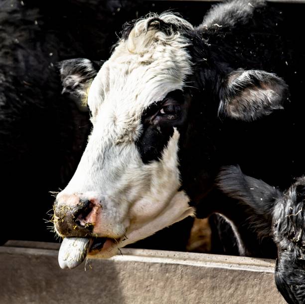 istock Milk Cows & Hay: Tongue Sticking Out. 1314613389