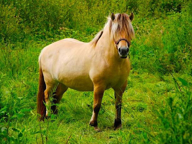 istock Happy horse in the farm 1314614305