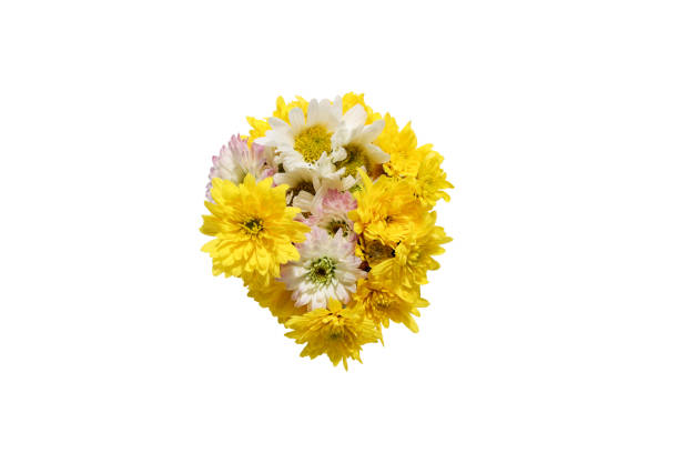 istock bouquet of chrysanthemum in a white background 1314614347