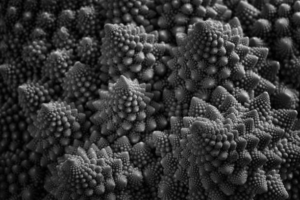 romanesco cauliflower 2 Natural fractal from romanesco cauliflower. Abstract background. fractal plant cabbage textured stock pictures, royalty-free photos & images