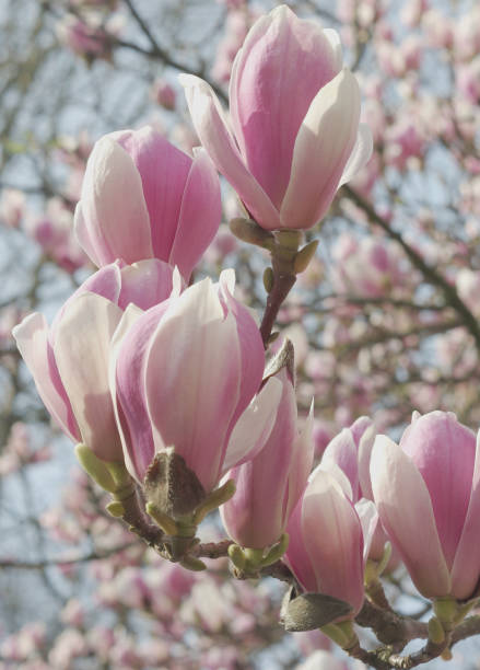 istock Bloom time of the magnolia tree 1314616163