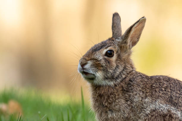 istock Wild Rabbit portrait in grass with golden sunlight behind 1314616509