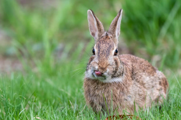 istock Funny faced wild rabbit in grass tongue licking lips 1314616516