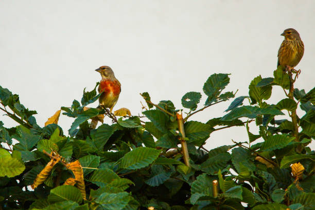 Pair of birds on a hedge, pair of bloodheads, white neutral background