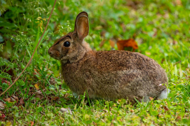 istock Eastern Cottontail Rabbit in Grassy Field 1314616726