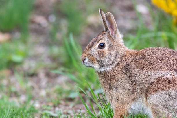 istock Wild Rabbit portrait in grass with golden sunlight behind 1314616827