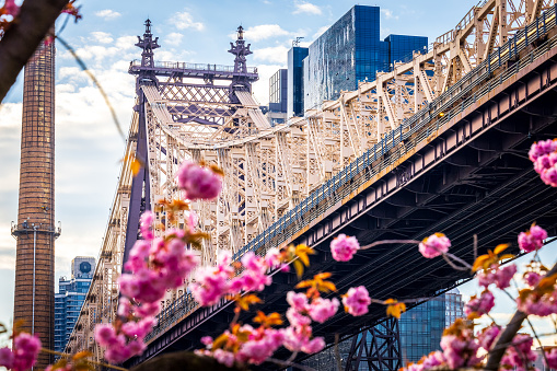 Queensboro Bridge and Midtown Manhattan shot from Roosevelt Island. Cherry blossoms are in the foreground