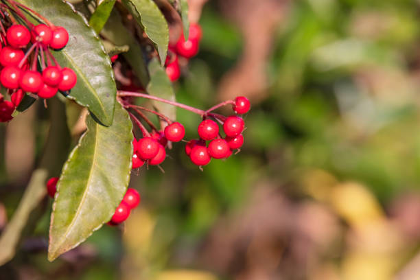 The bright red southern fruit