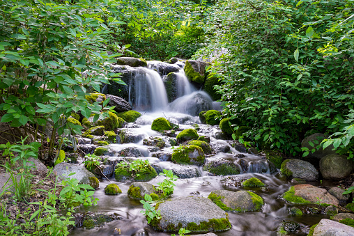 Dense forests and streams