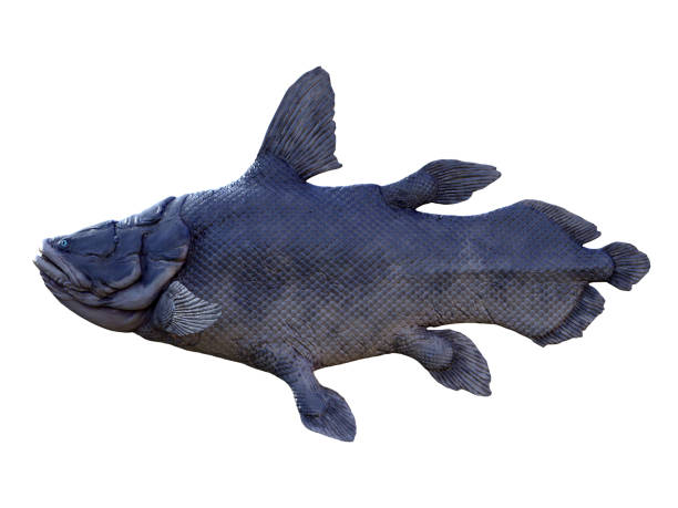 Mawsonia Fish Side Profile Mawsonia is an extinct lobe-finned predatory fish that lived in the seas of the Triassic Period. coelacanth photos stock pictures, royalty-free photos & images