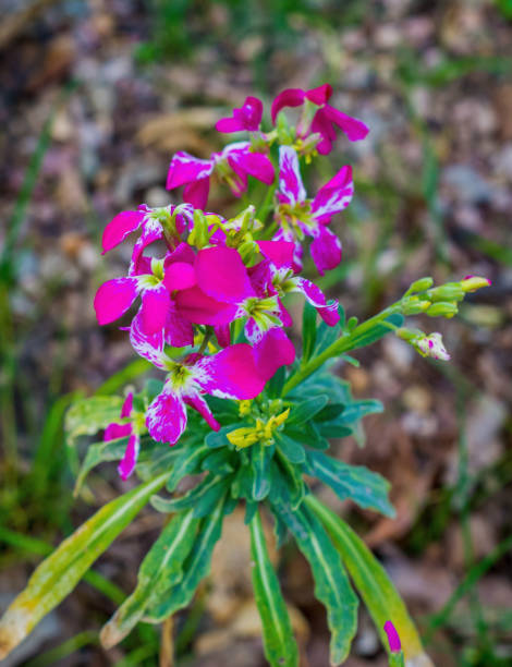 istock The colors of spring. 1314621747