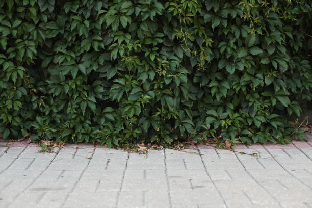 istock Green leaves background, wall covered with green plants 1314623151