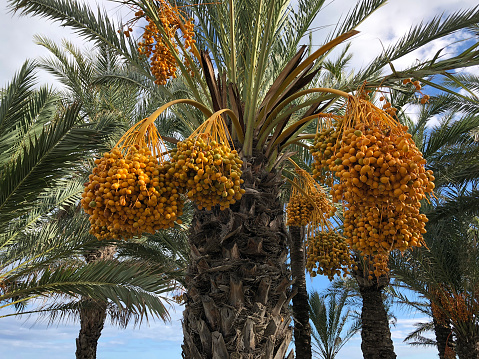 Bunches of date fruits hanging on a palm tree