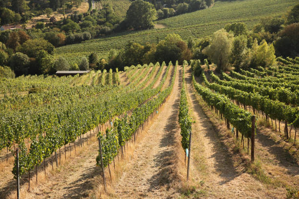 istock Grape trees growing in a vineyard garden, wine industry 1314623170