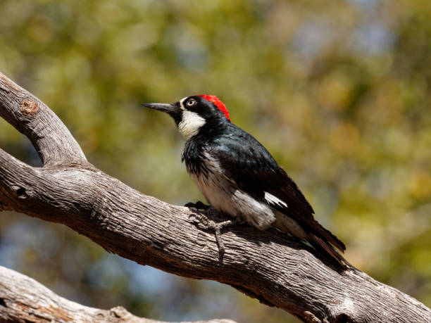 istock Acorn Woodpecker 1314628899