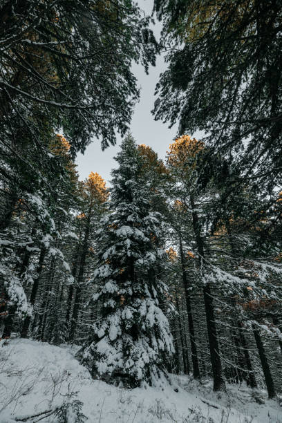 istock Winter landscape on a sunset. Mountains Baba Macedonia 1314629059