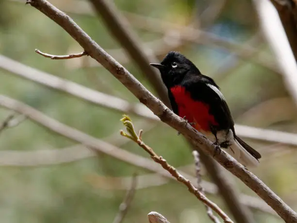 a Redstart sits on a branch near Benson, AZ