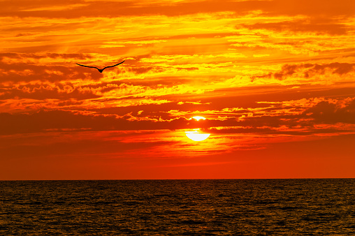 A Single Bird Is Flying Into The Vibrant Orange Ocean Sunset