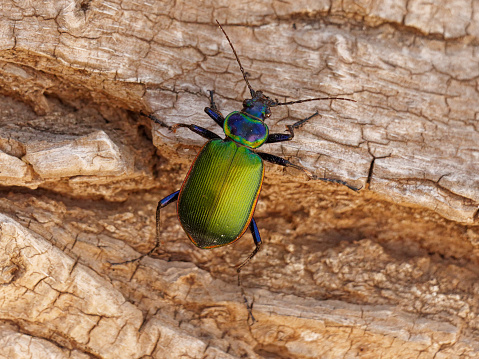 A beetle looks for food near Benson, AZ