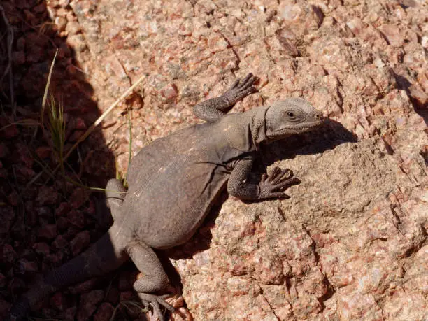 a lizards clings to a rock while sun bathing near Phoenix, Arizona