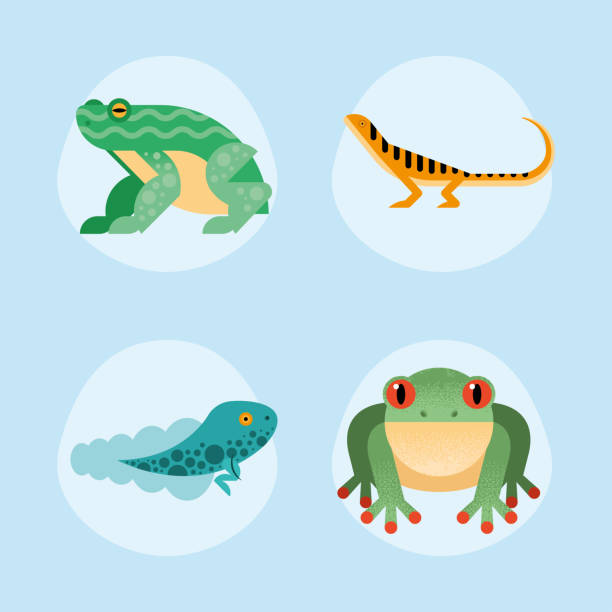 cute four amphibians cute four amphibians set icons toad illustrations stock illustrations