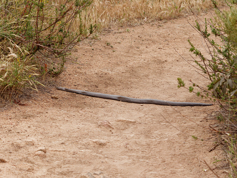 a snake sun bathes on a trail near San Diego, CA